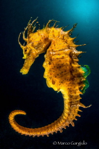 Yellow Submareine #2 by Marco Gargiulo 